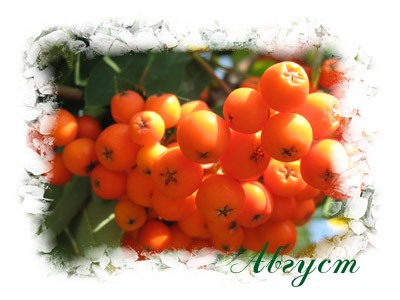 Август